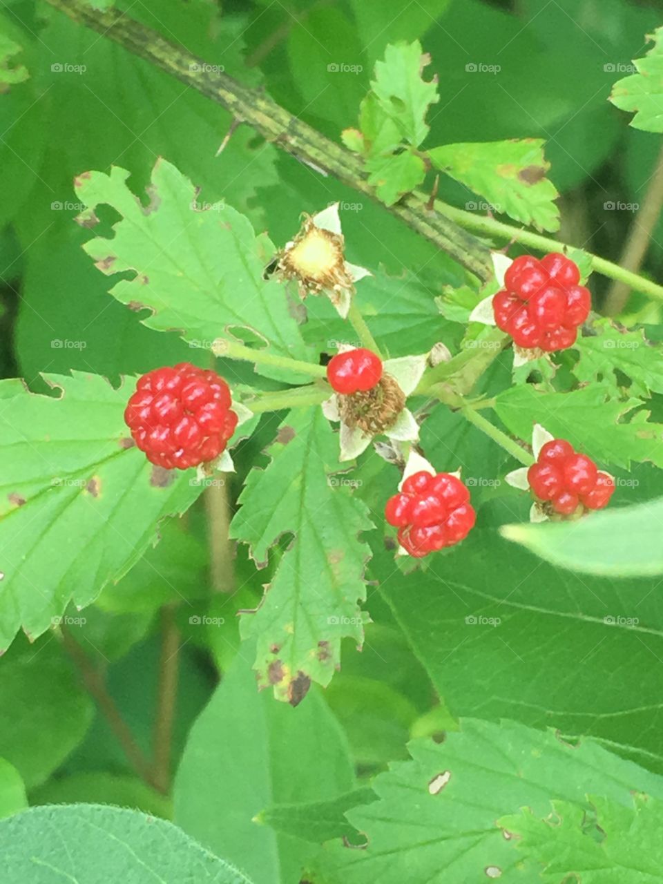 Wild red berries