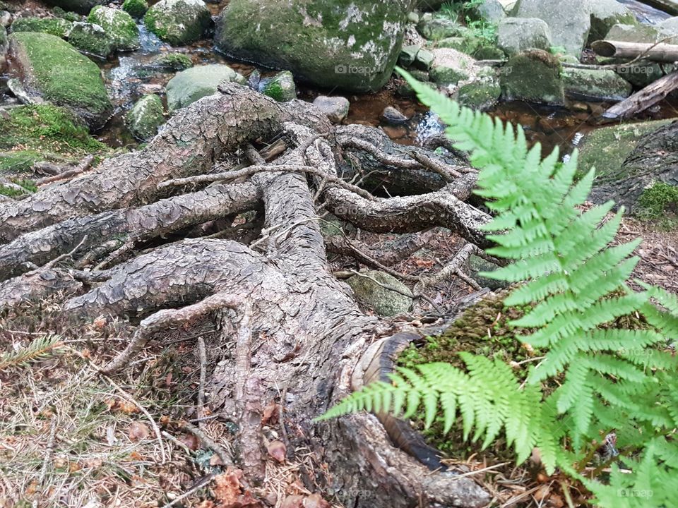 Nature, Leaf, Wood, Tree, Outdoors