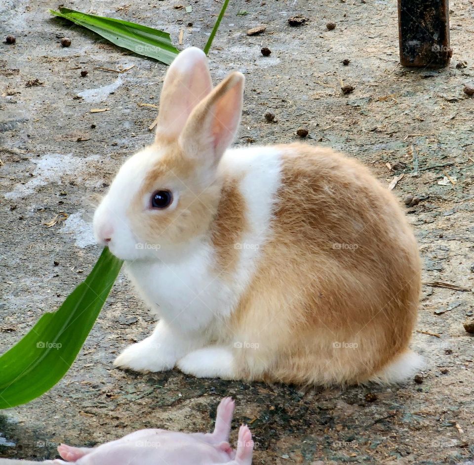 Cute Rabbit