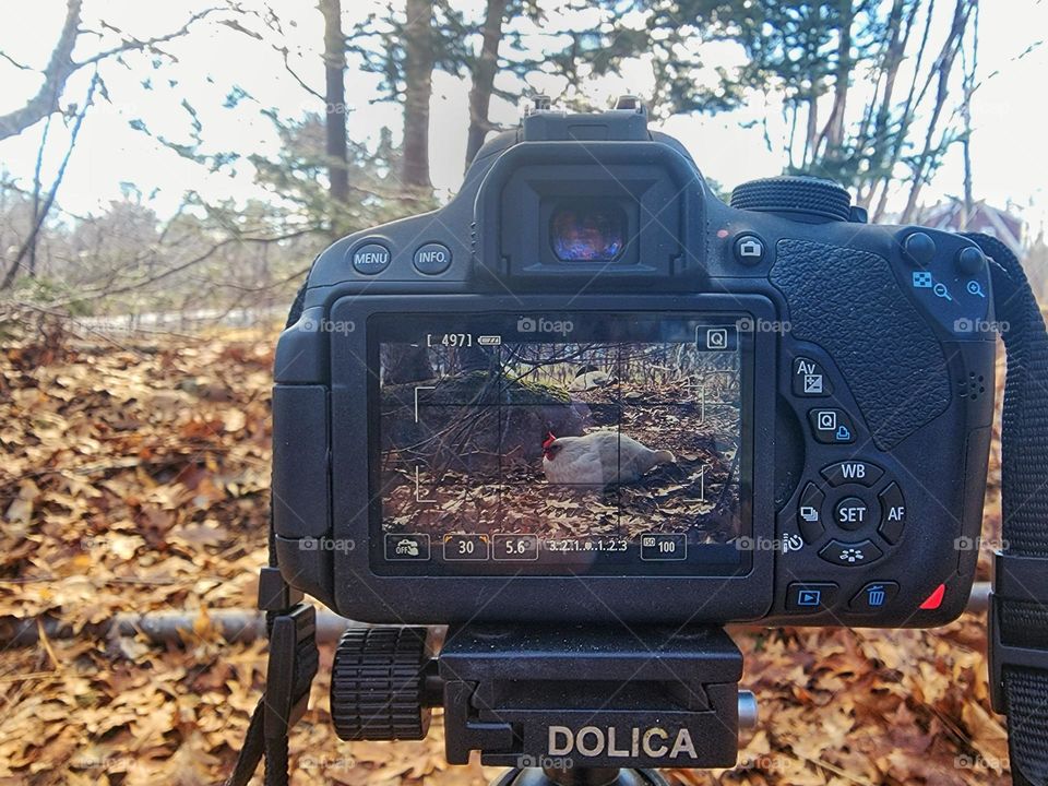 Canon camera on a tripod photographing a chicken dust bathing in the forest.