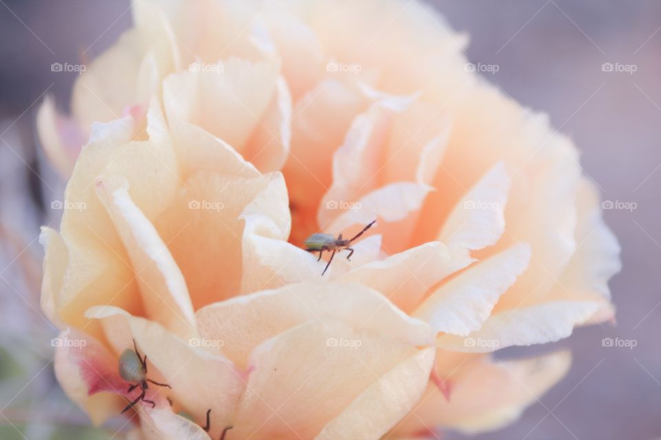 Desert rose 