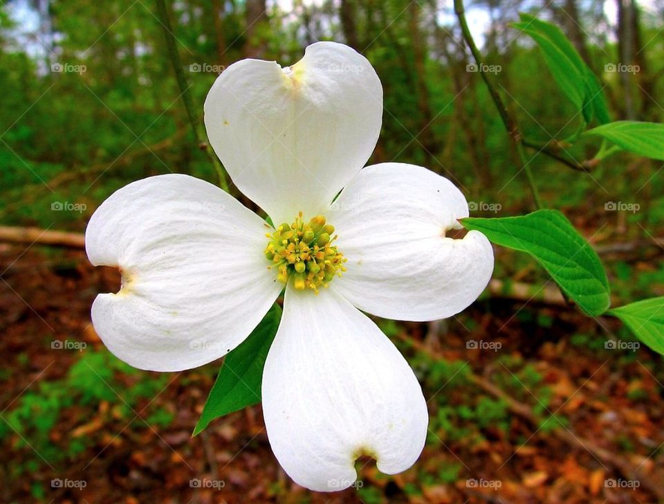 Dogwood blossom