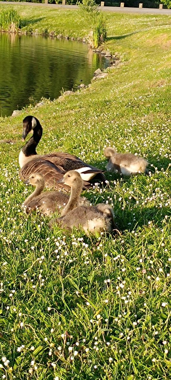 Duck walk , ducks