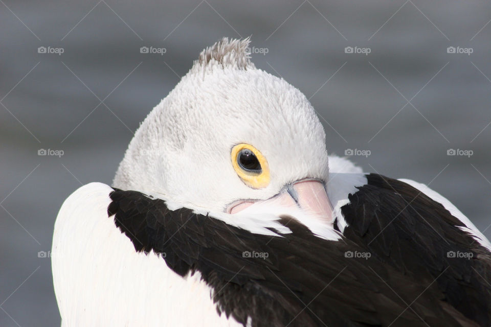 nature white black eye by kshapley