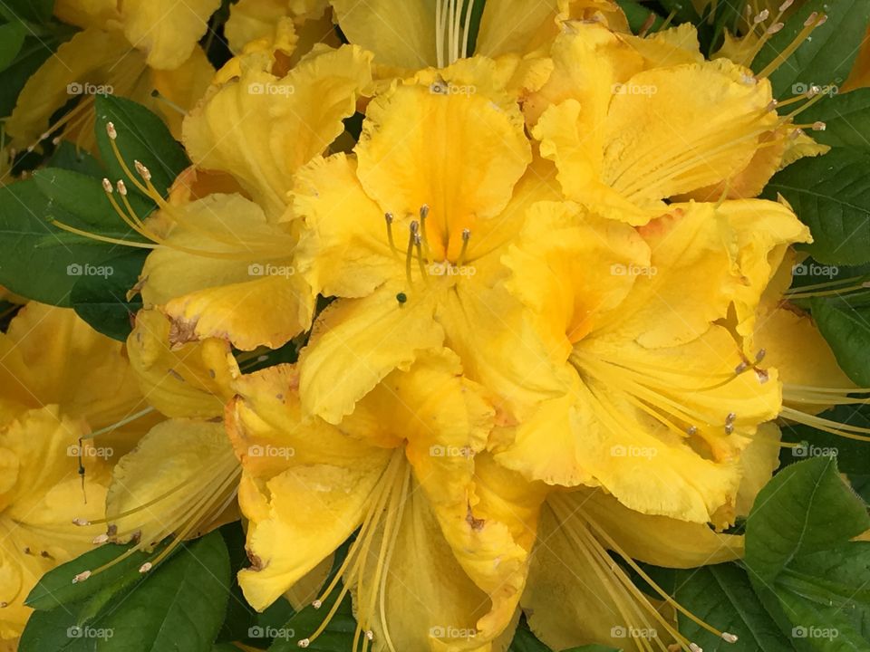 Azaleas 