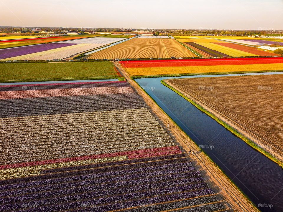 Netherlands famous colorful flowers fields 