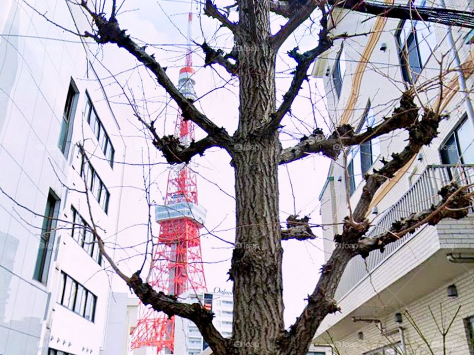 Mysterious tree without leaves