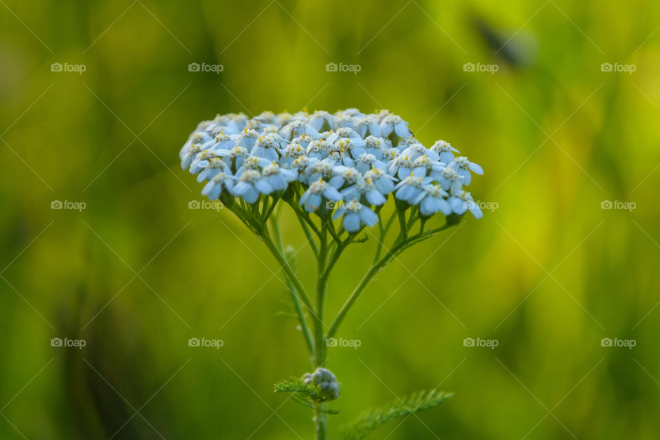 A beautiful set of flowers using selective focus and a soft gentle background.