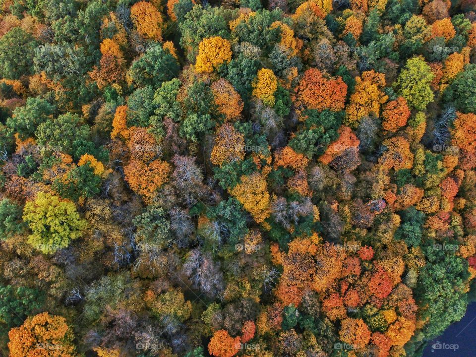 Colorful forest in autumn. The photo was taken with a drone.