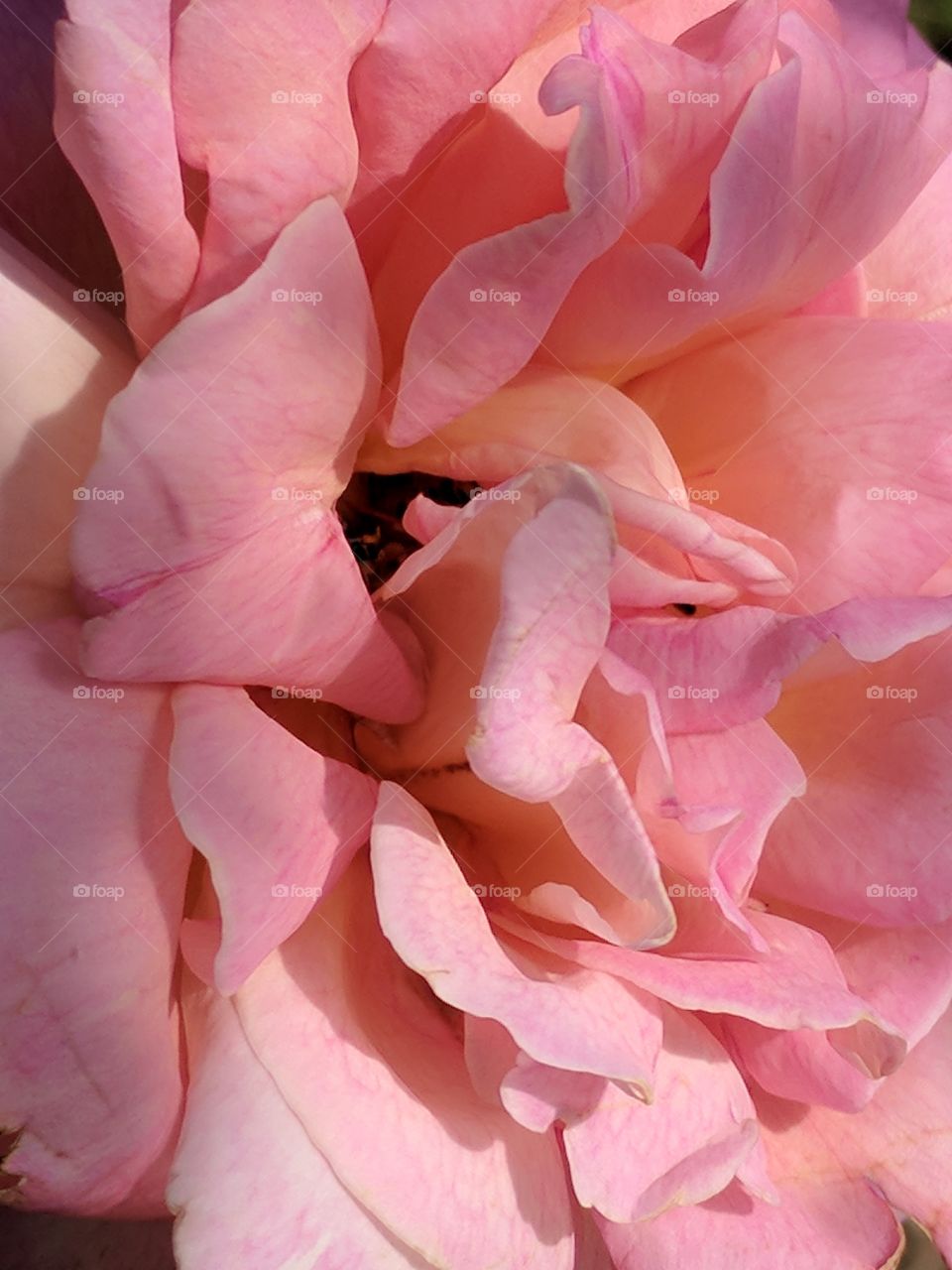 beautiful rose close up