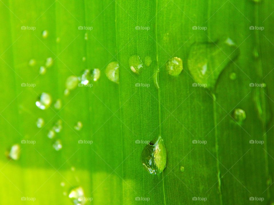 leaf green