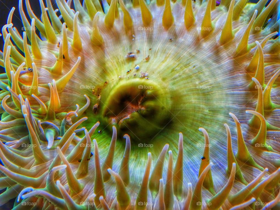 Brilliant sea anemone