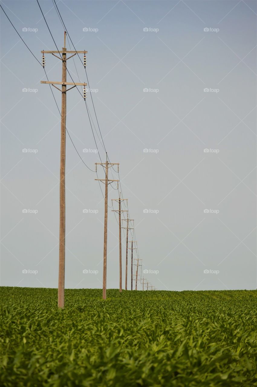 Power lines and corn