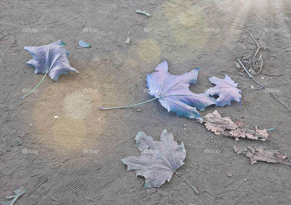 the new fall colors 💜🍁