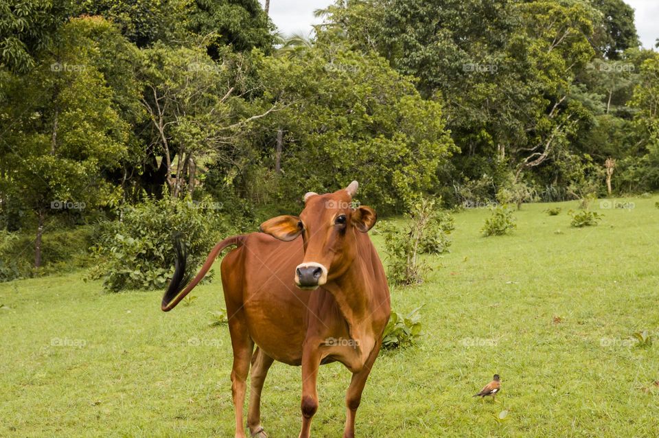 Cow is a pet of Farmers.