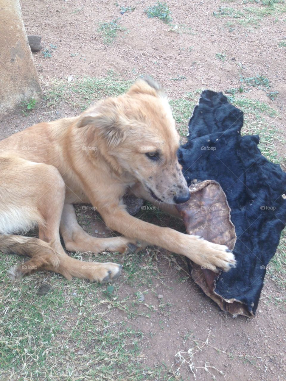 Pompi chewing on a cowhide
