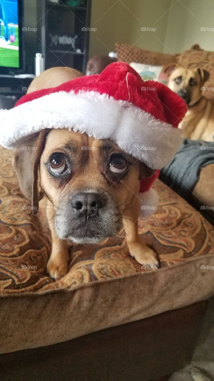 Adorable dog in a santa hat