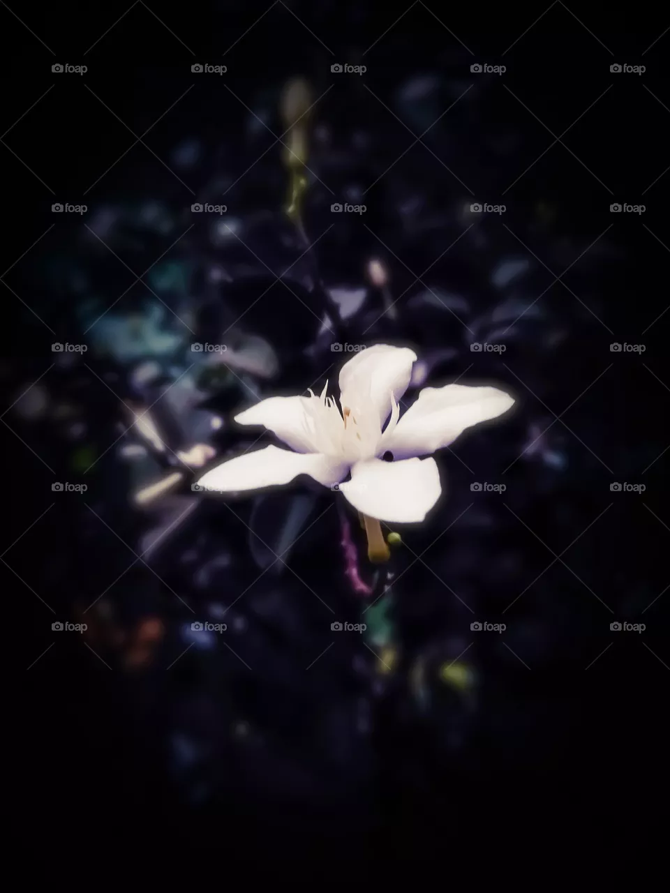 white flower in the dark