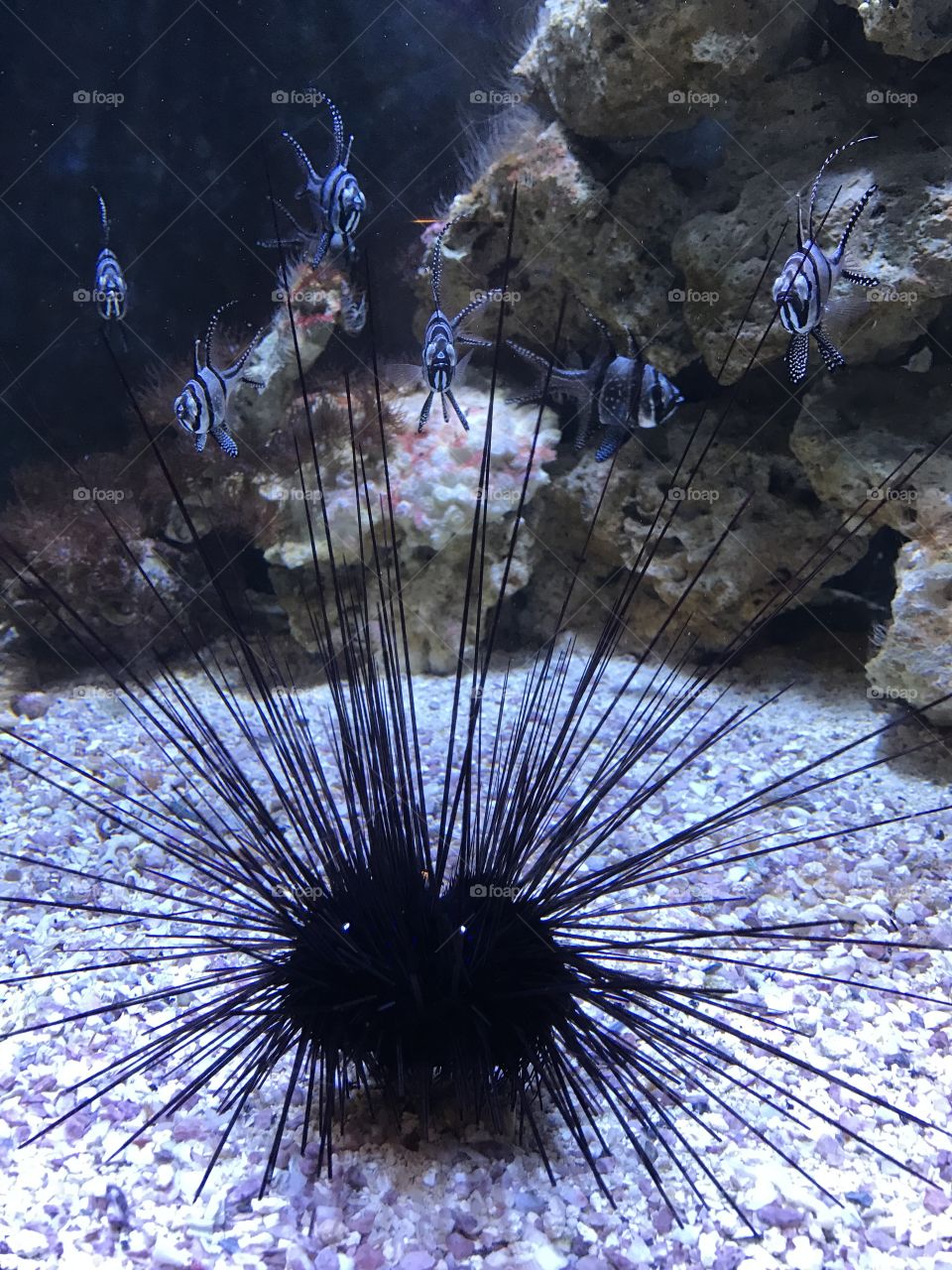 Black Sea Urchin at Pittsburgh Zoo