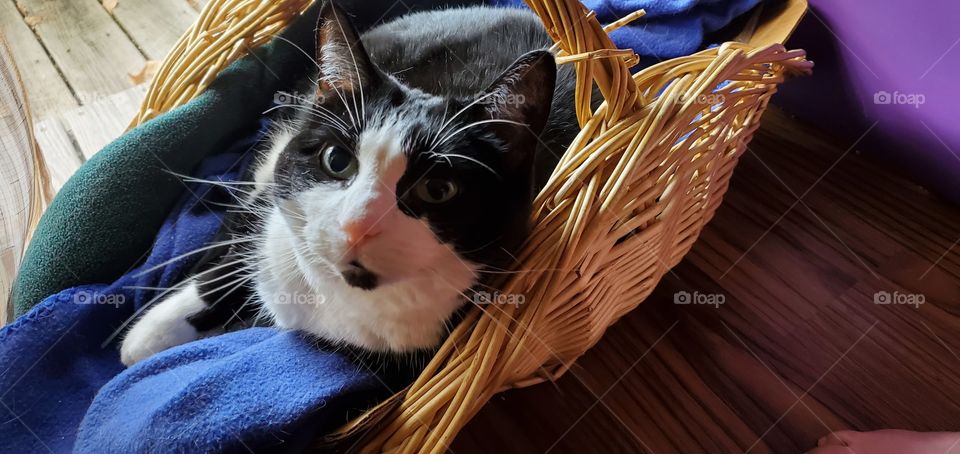 tuxedo cat in basket