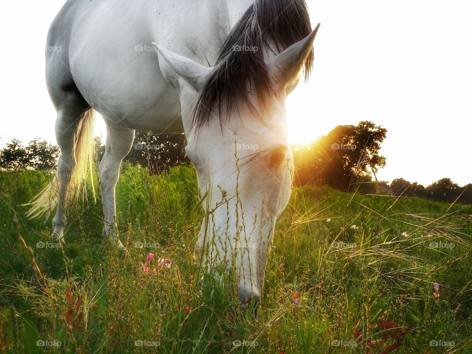 A gray horse grazing in a pasture full of grass and wildflowers a wonderful summertime memory