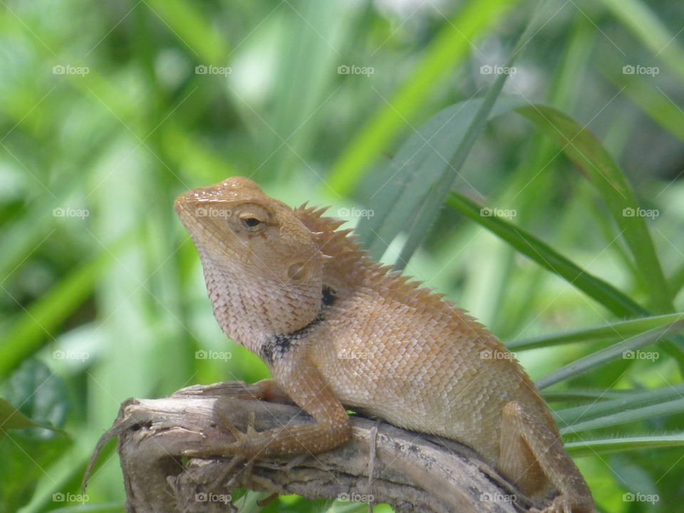A lizard on a branch