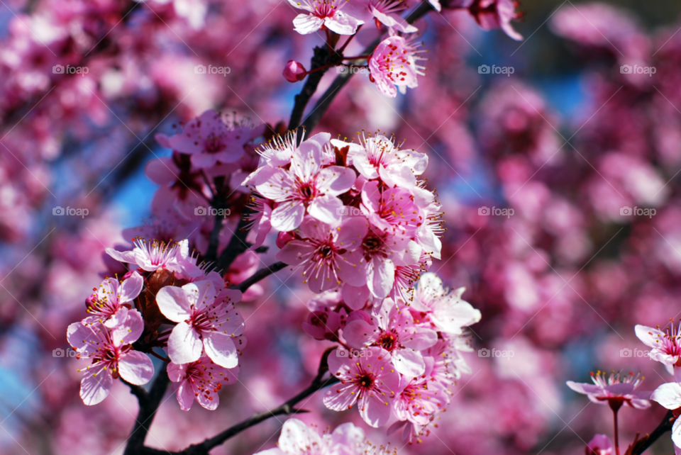 spring nature pink flower by paullj