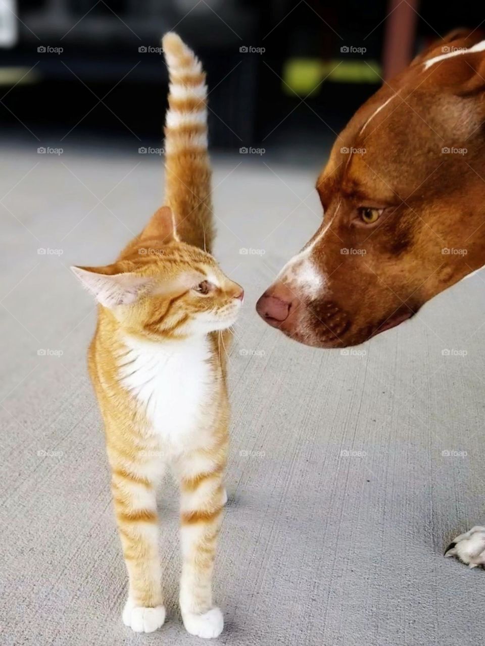 Young Ginger Tabby Cat and a Sweet Brown & White Dog Touching Noses