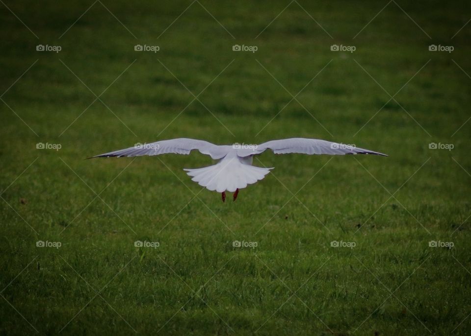 Animals, seagull, birds, wings, flight