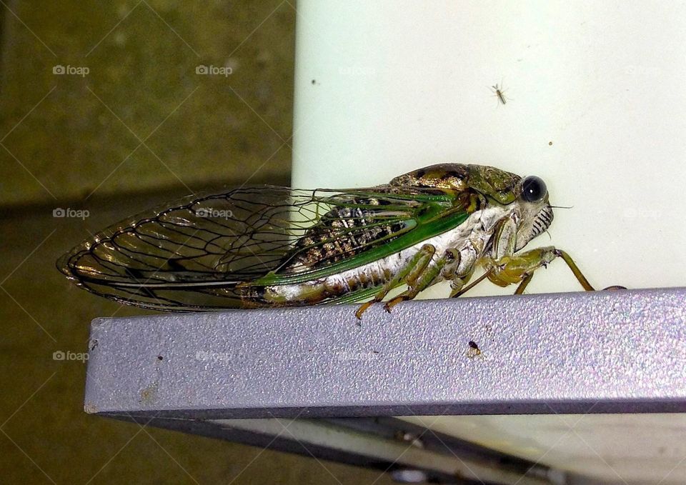 A big cicada 