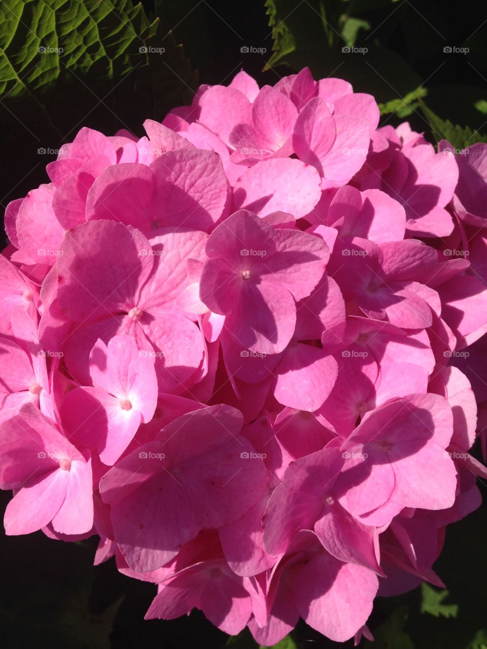 Hydrangea. Hydrangea in our backyard 