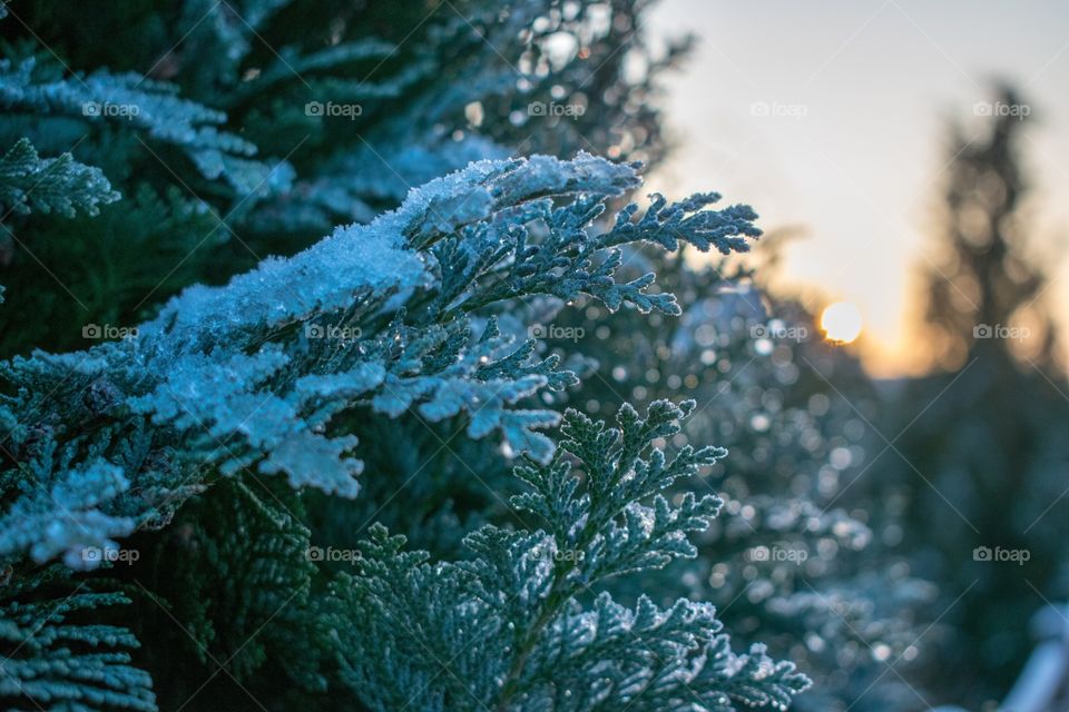 Snowfrost, Winter, Pine, Leaves, Tree Branches, Nature