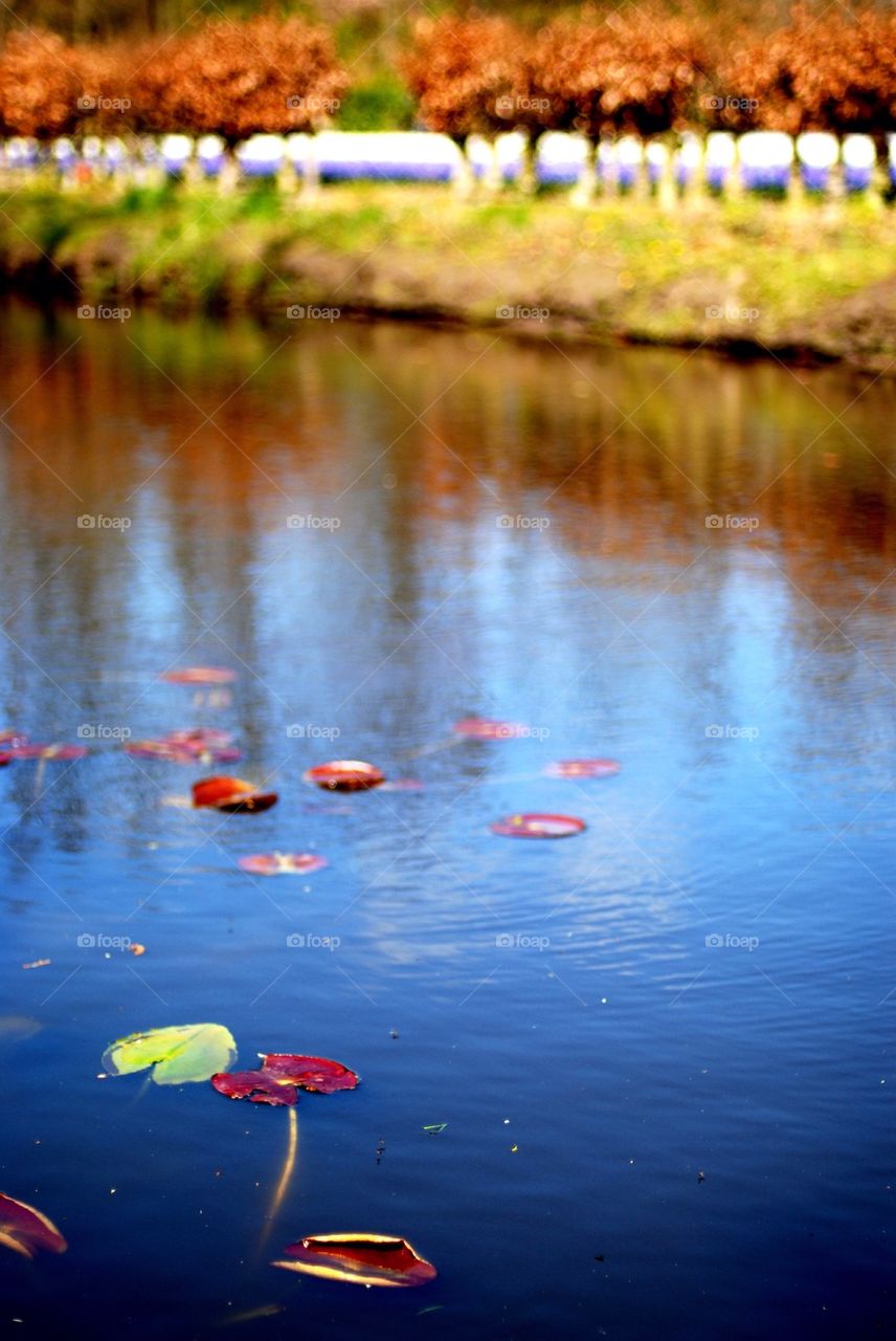 Dead leaves in river