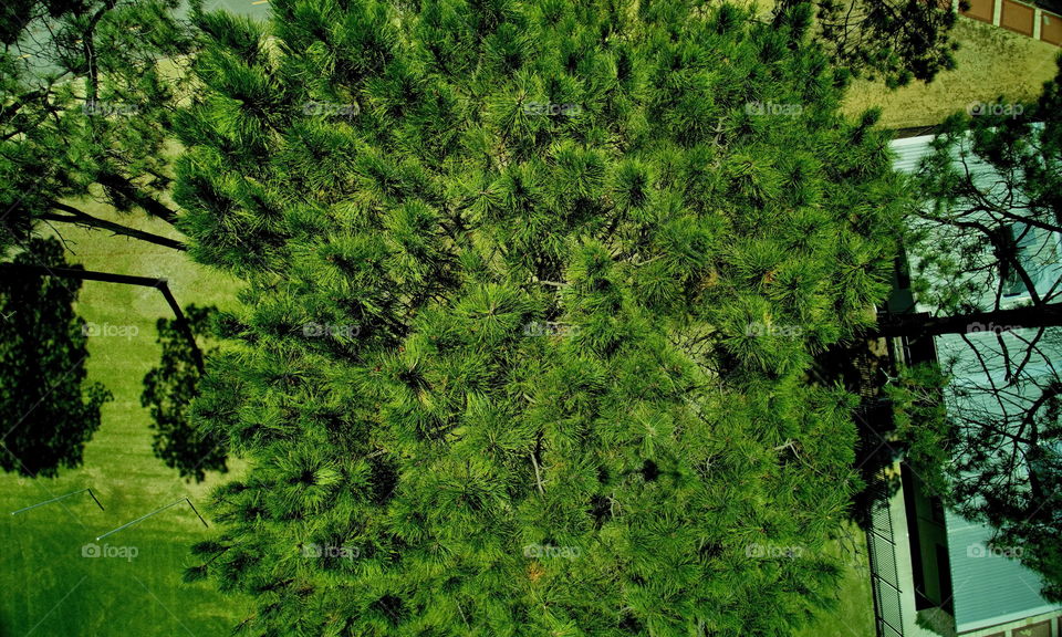 Above a tall pine trees