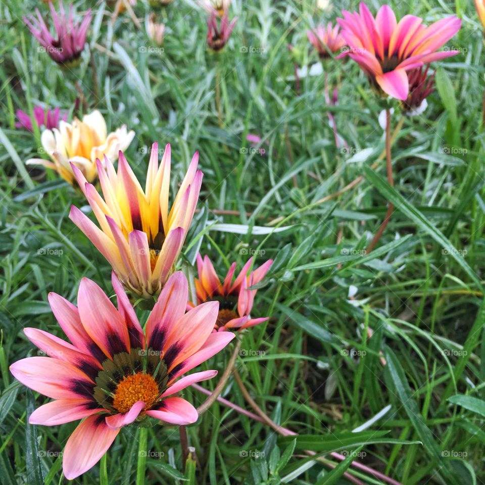 Field of flowers