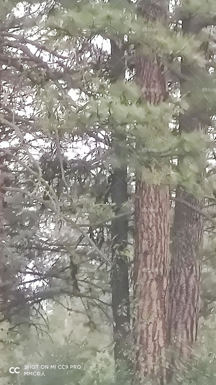 trees and forest series