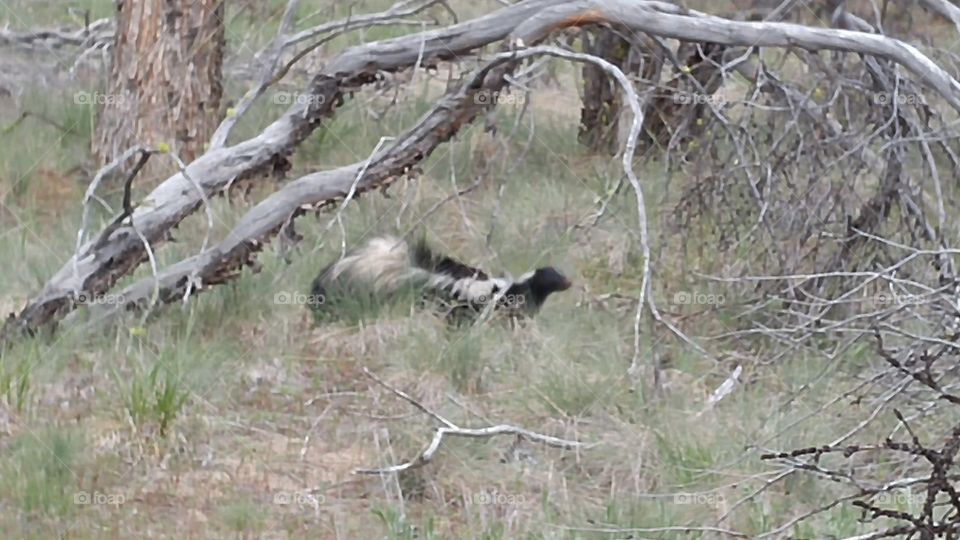 escaping skunk