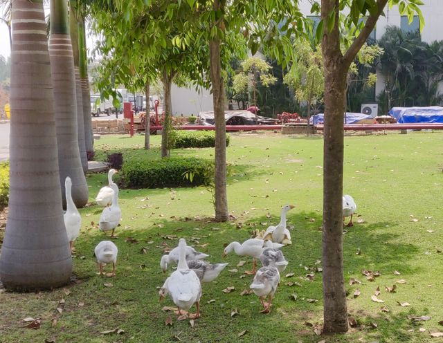 Ducks playing 