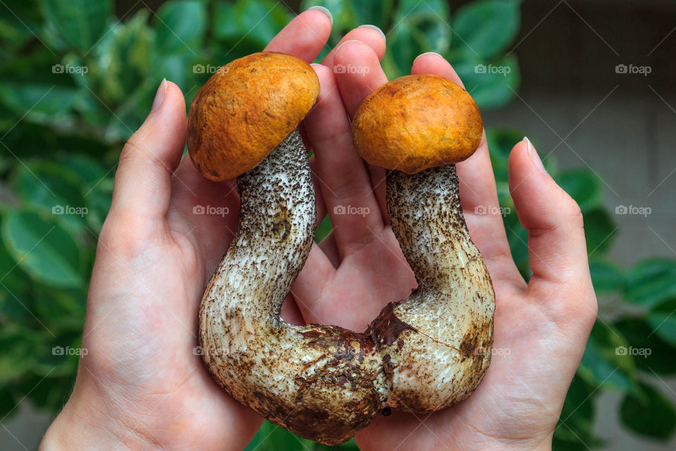Close-up of person's hand with mushroom