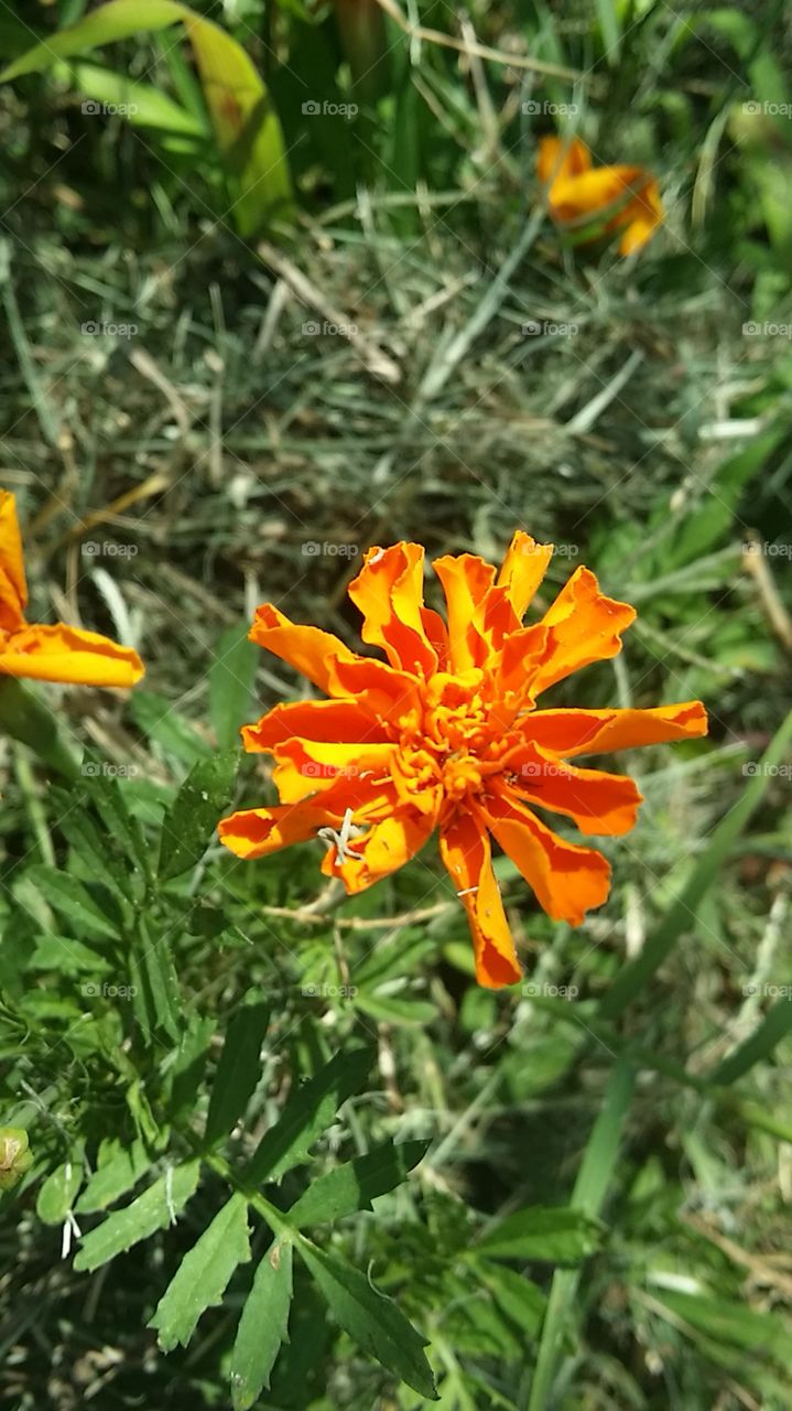 Marigold in Garden