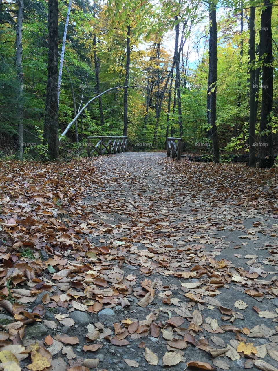 Gatineau Park in the fall