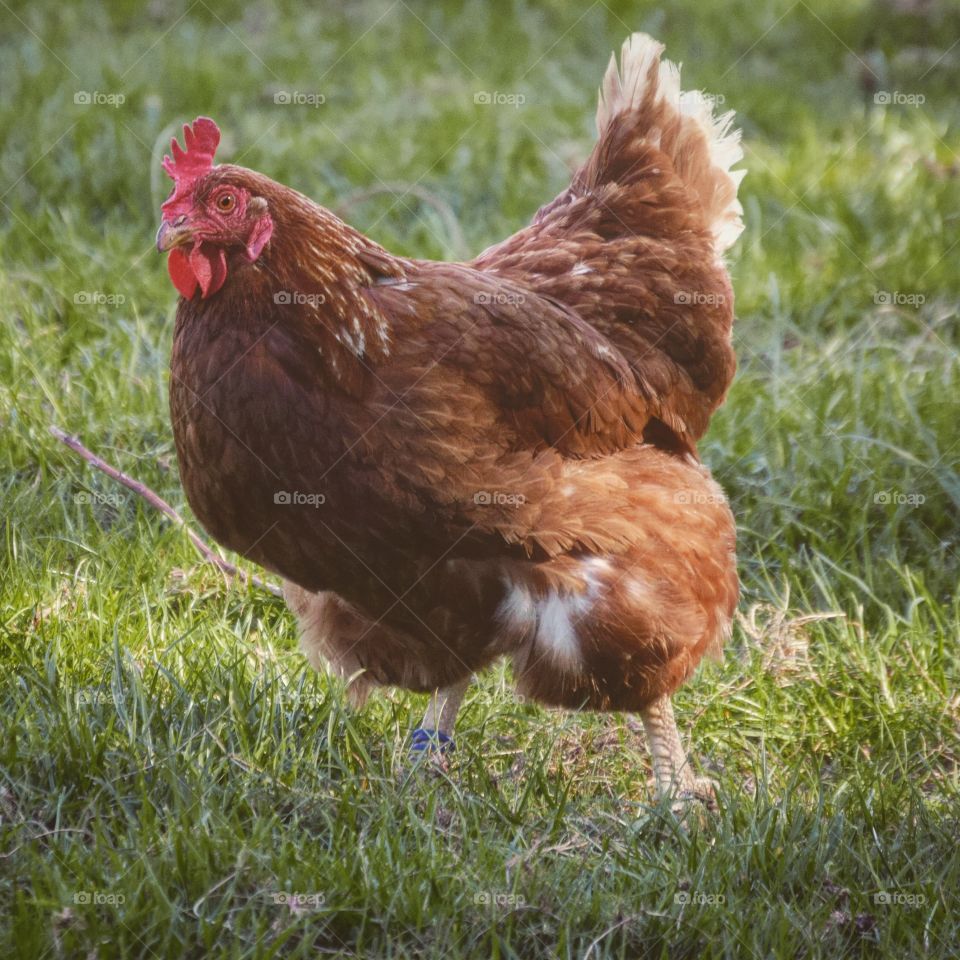 Chicken walking in filed