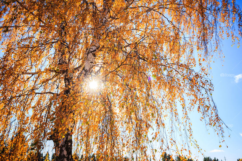 Yellow birch leaves