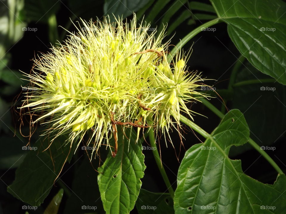 Tropical Bloom