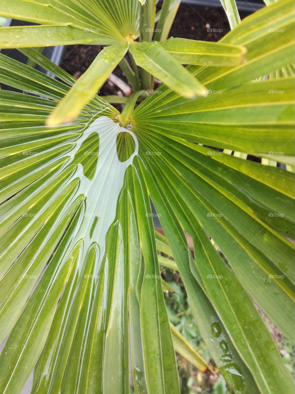 saf mask, life is a joke