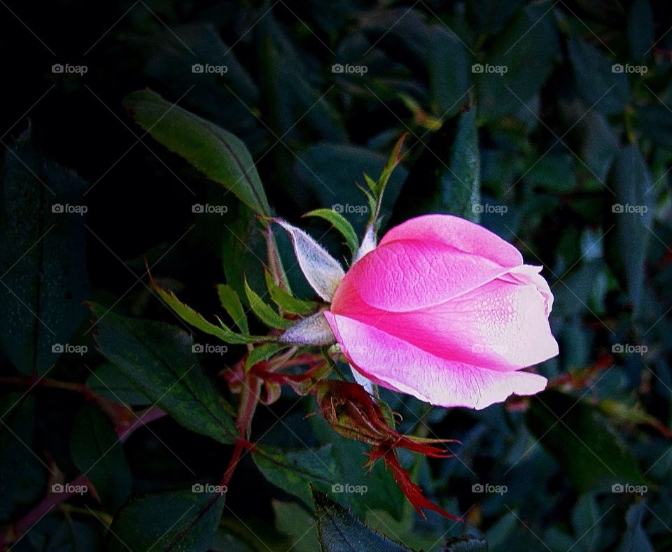 garden pink flower rosebud by landon