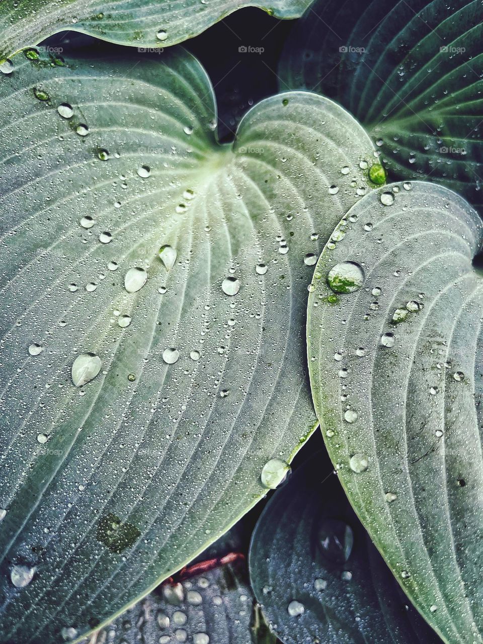 Raindrops on a green leaf 