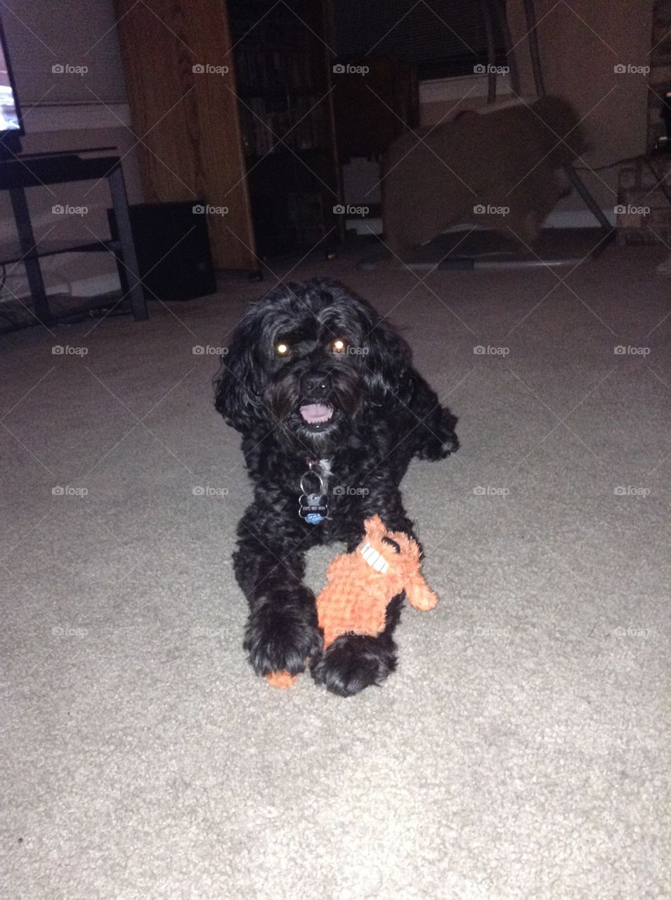 Coal the Cockapoo just loves his toys:) 