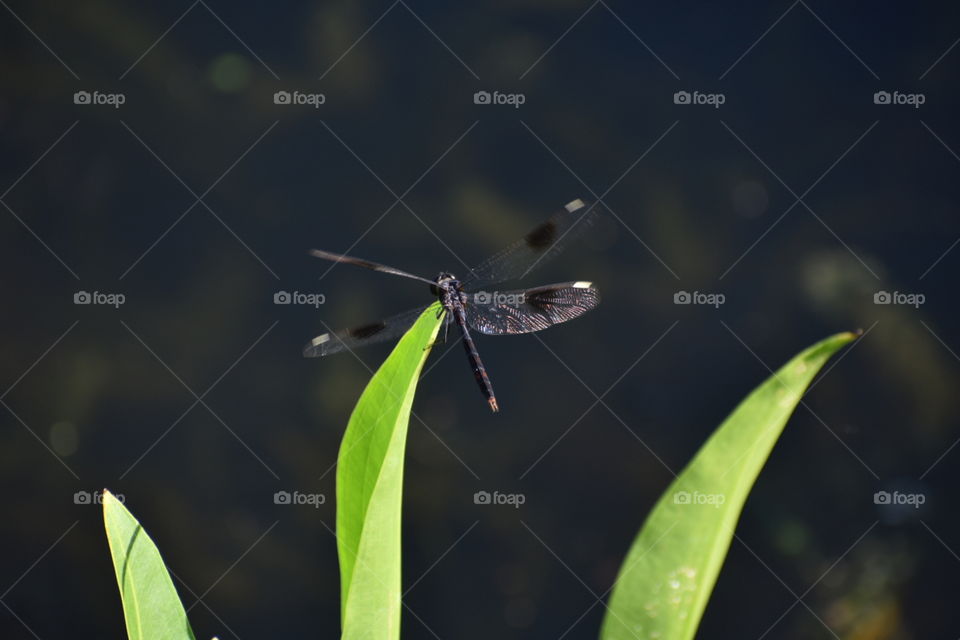 Colorful spotted dragonfly perched on a leaf. Photo taken at a nature preserve in Largo, FL.