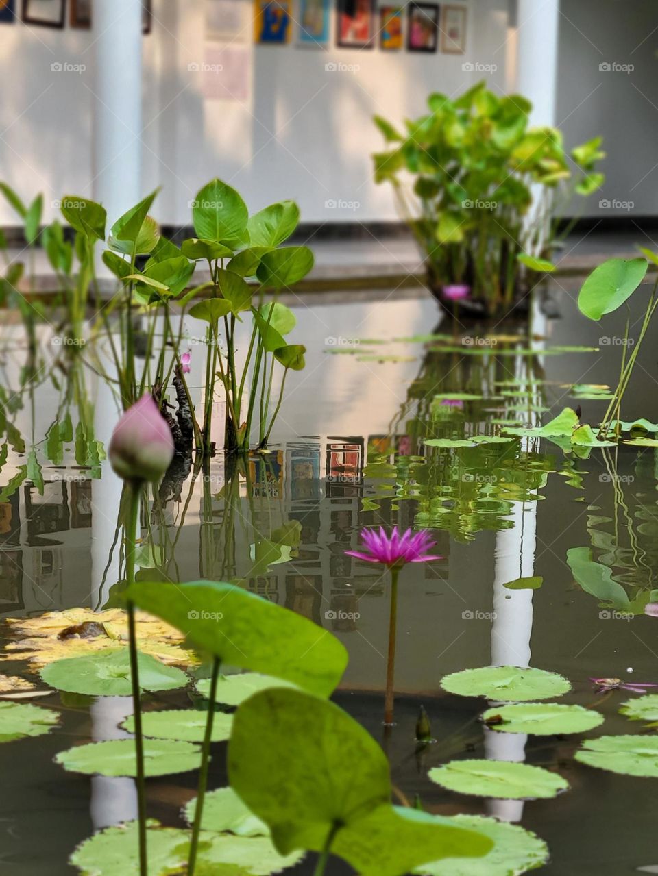 Lotus Pond at Phnom Penh Cambodia